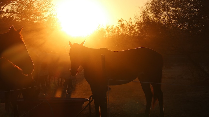 A horse drinks at sun set