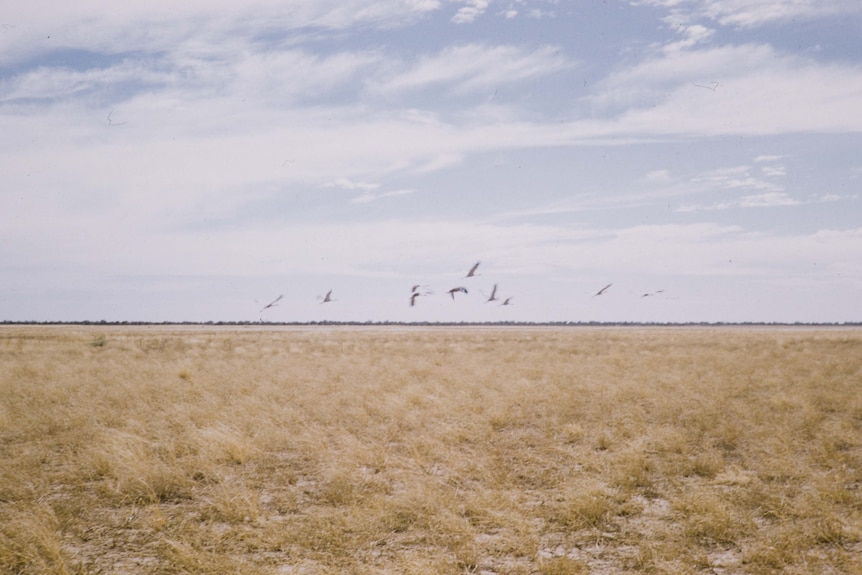 Birds fly over a grassy plain with blue sky and scattered clouds in the background.