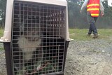 A koala is prepared to be moved to its new home north of Lorne.