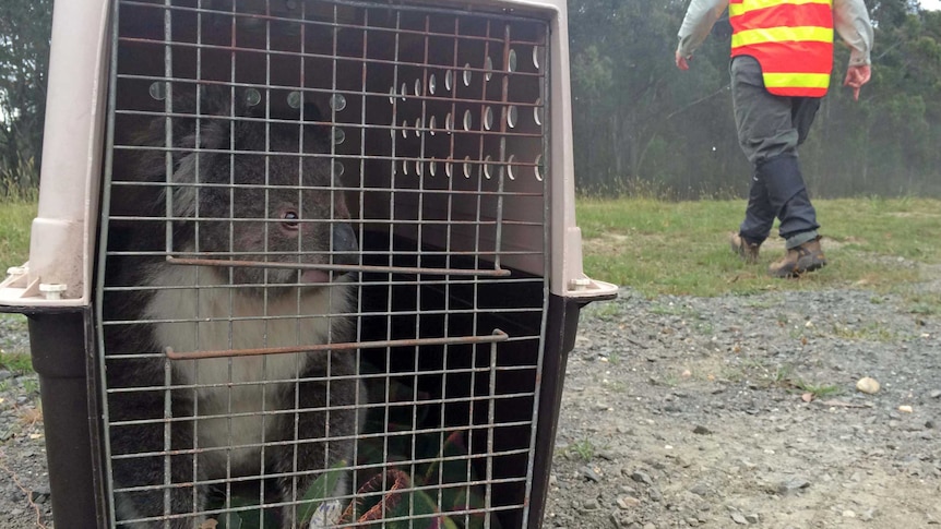 A koala is prepared to be moved to its new home north of Lorne.