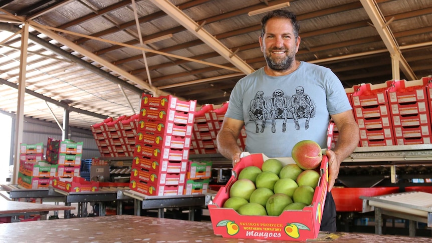 Top End mango grower Leo Sklirosholding a tray of mangoes in his packing shed.