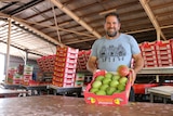Top End mango grower Leo Sklirosholding a tray of mangoes in his packing shed.