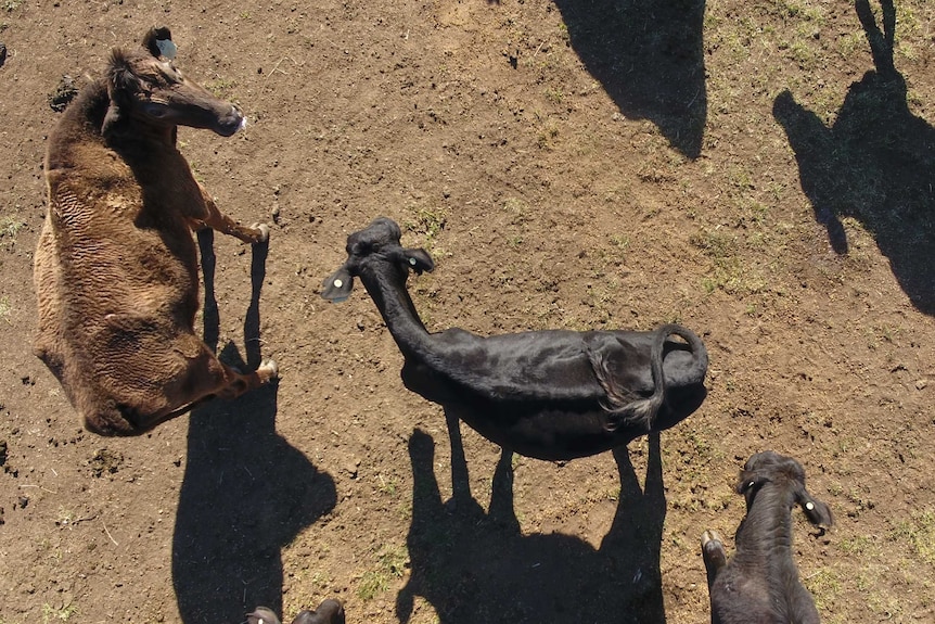 Aerial view (from a drone) of black and brown cattle. The outline of the spine is visible on the back of the black livestock.