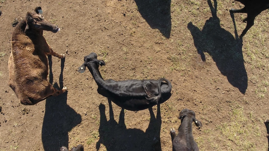 Aerial view (from a drone) of black and brown cattle. The outline of the spine is visible on the back of the black livestock.