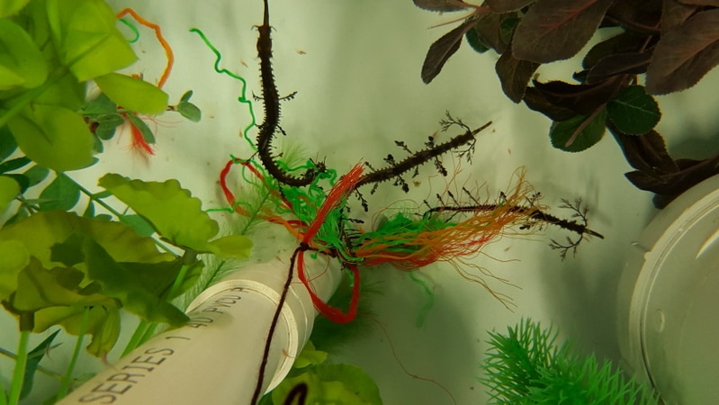 Ribboned Seadragon in aquarium