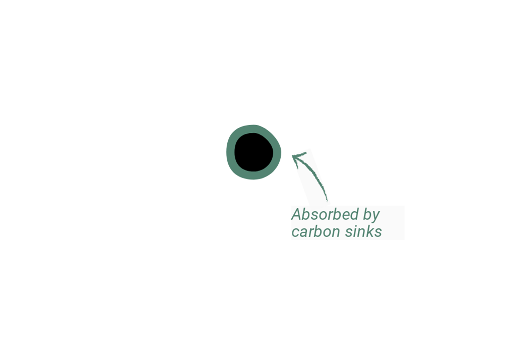 A visualisation showing how half of carbon dioxide in the atmosphere is absorbed by carbon sinks.