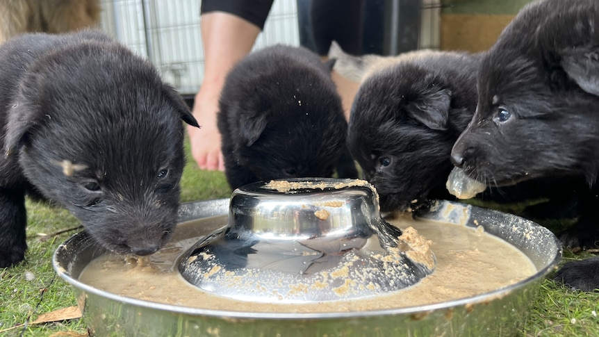 four black puppies gather round a dog bowl