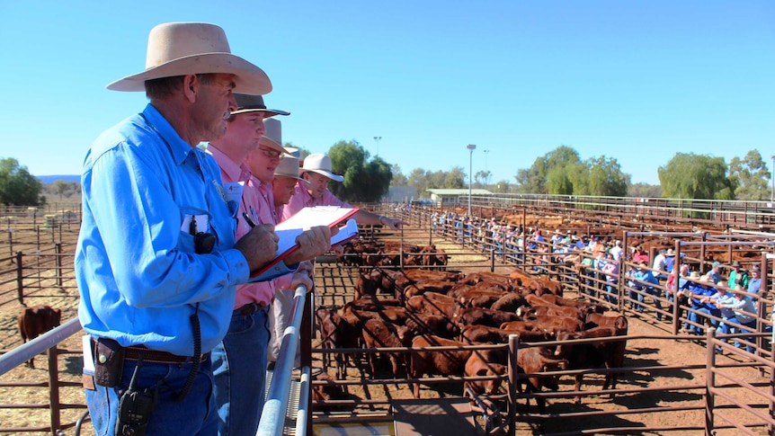 Auctioneers at work at Alice Springs Show Sale