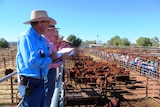 Auctioneers at work at Alice Springs Show Sale