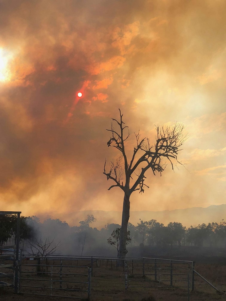 A blackened tree stands in a paddock with the sun above obscured by smoke.