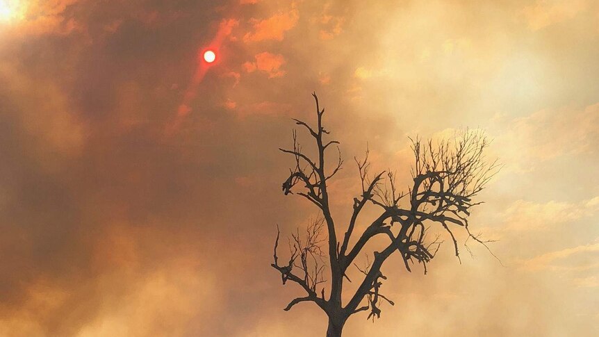 A blackened tree stands in a paddock with the sun above obscured by smoke.