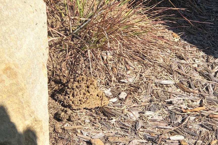 Fire ant nest at at Everleigh housing estate at Greenbank.