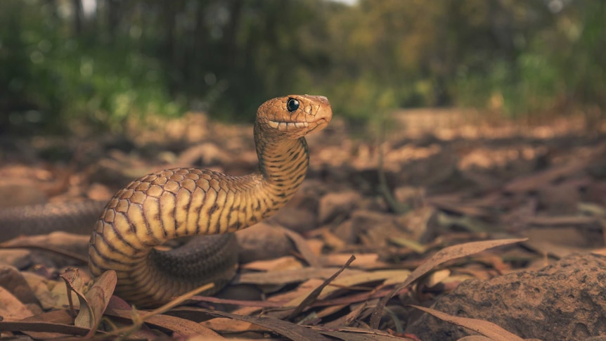 An eastern brown snake reared up in leaf litter.