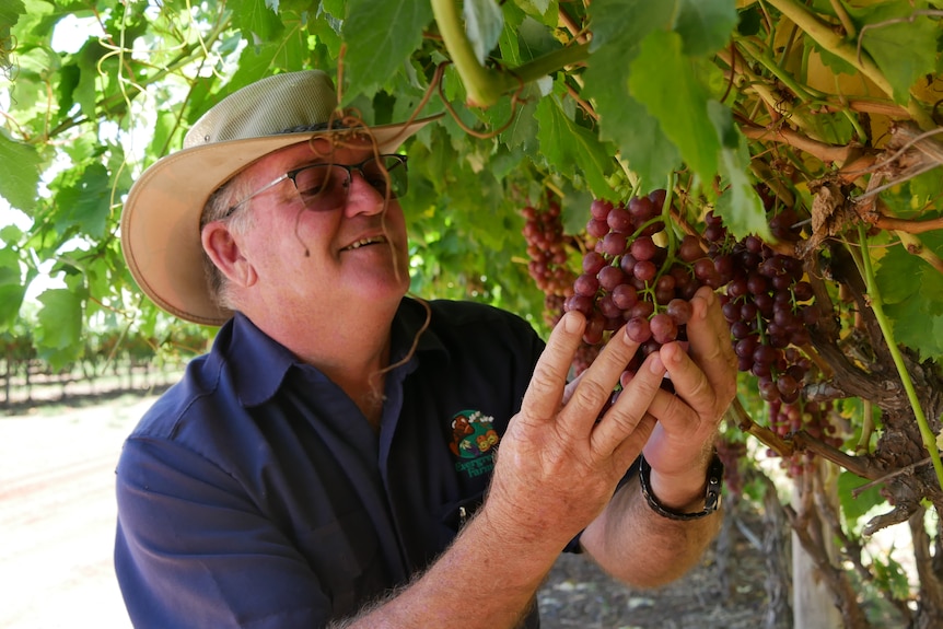 A grape farmer smiles as he examines some reddening grapes on the vine. 
