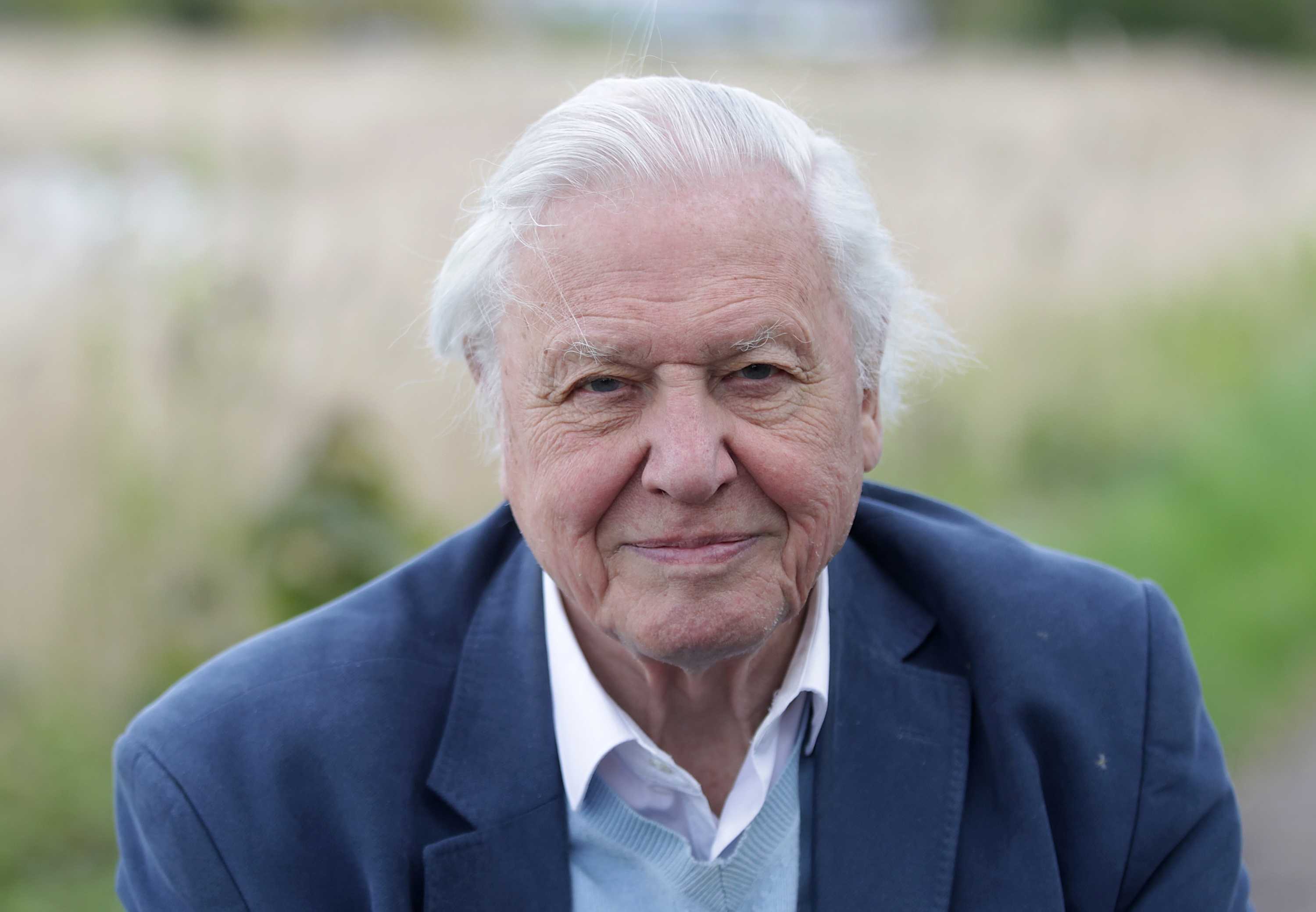 Sir David Attenborough looks directly at the camera with a gentle smile. Grass is out of focus behind him. 
