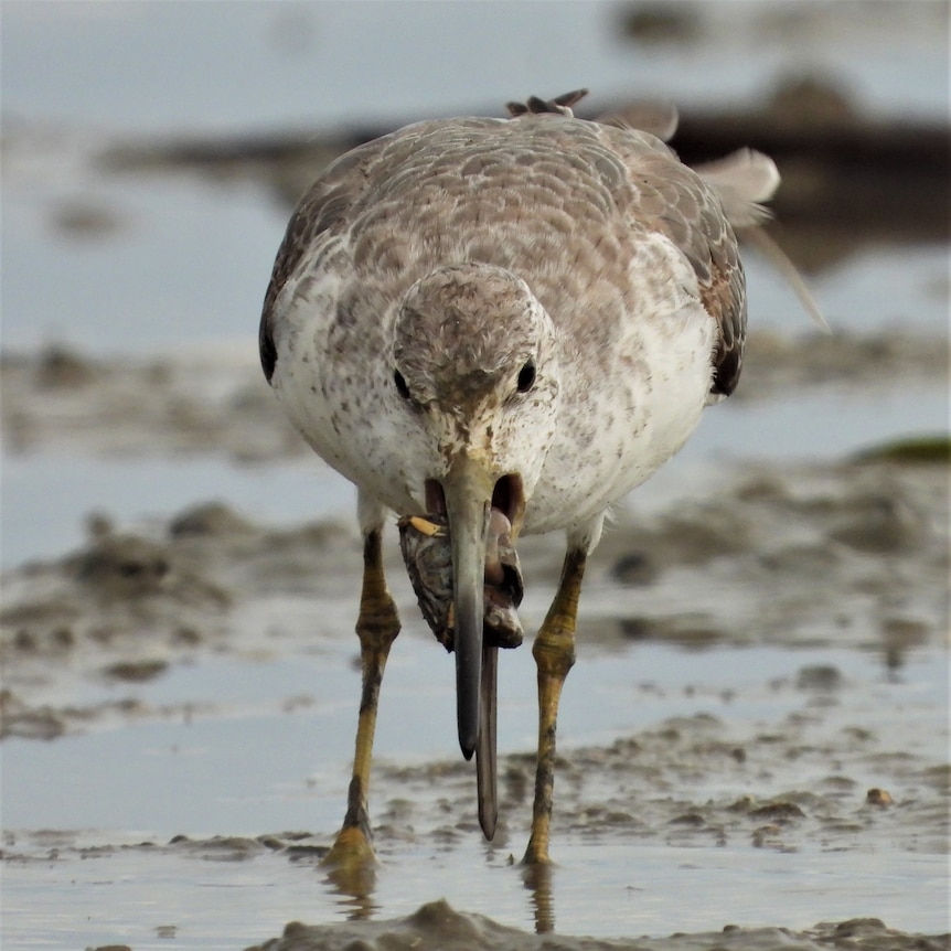 A portly brown bird with long legs leaning over while standing on mud 