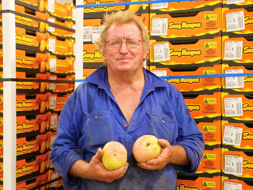 A middle-aged man holding two mangoes in front of orange-coloured mango boxes