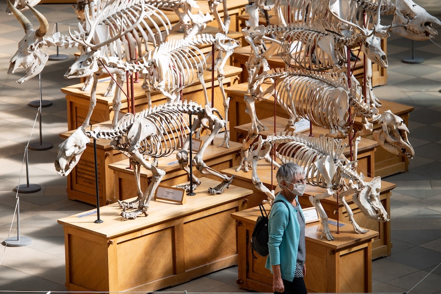 A woman in a mask walks past rows of skeletons in a museum.