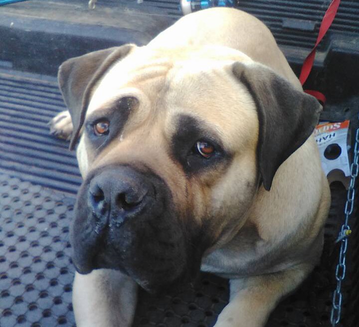 Devastated Dog Owner Pushing For Change After Claims Pet Died On Spirit Of Tasmania Crossing Abc News