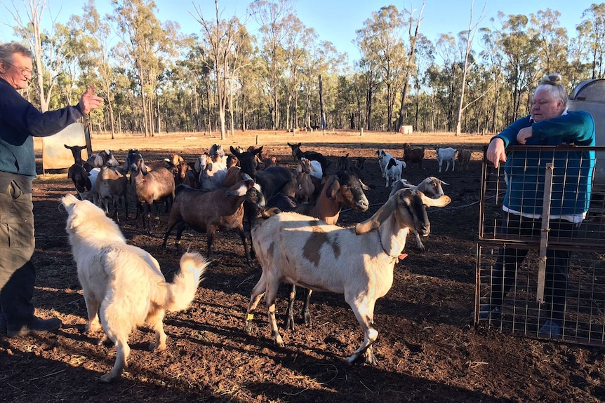 Goats coming in for milking