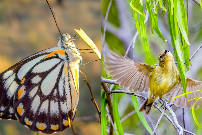 A composite of a close-up of a yellow, white, brown butterfly and a yellow bird in leaves.