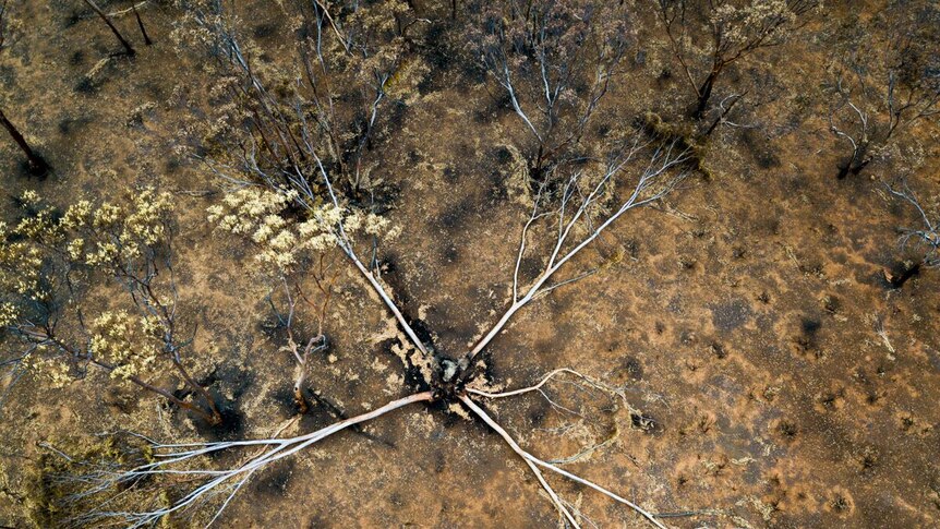 A drone photograph of trees destroyed by fire.