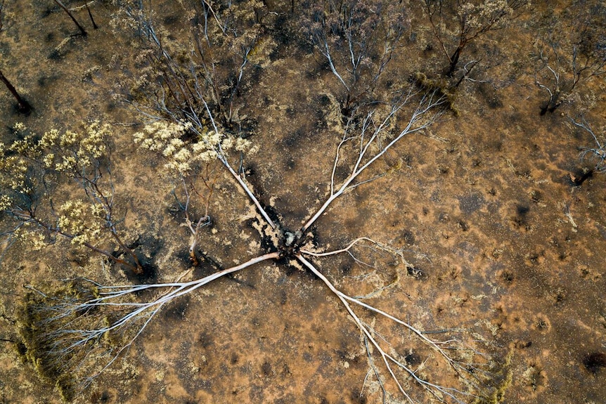 A drone photograph of trees destroyed by fire.