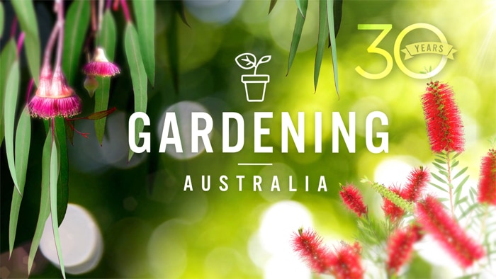 Graphic of Australian native flowering gum with text 'Gardening Australia' 30 years