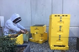 Man in white beekeeping suit lifts frames out of bee hive while bees buzz around