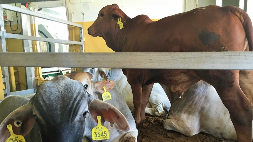 Cattle aboard a live export ship.