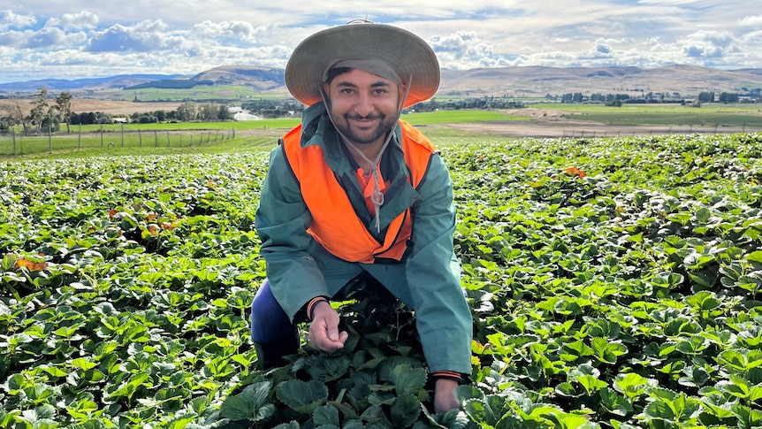 man crouching in strawberry runners