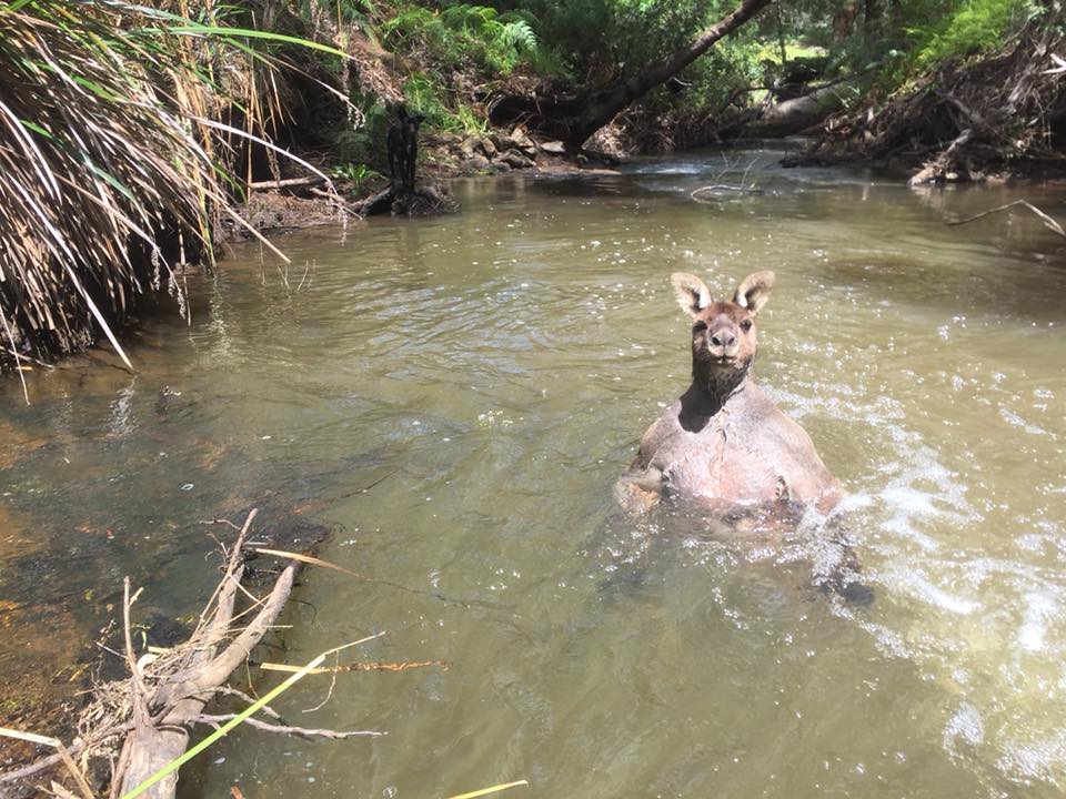 Midwater standoff between huge kangaroo and dog ABC News