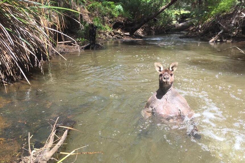 Mid-water stand-off between huge kangaroo and dog - ABC News