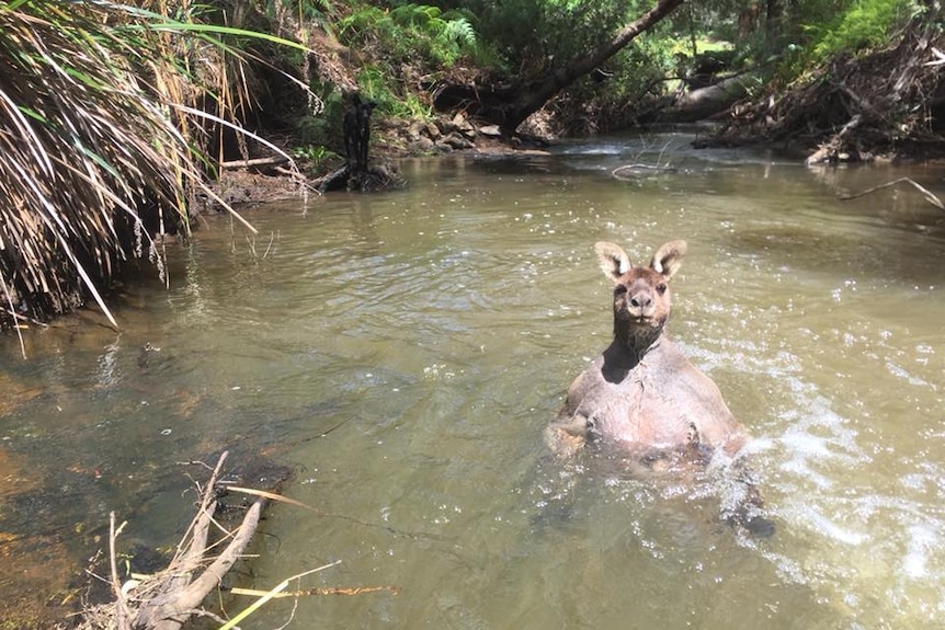 A kangaroo stands in deep water in a creek near Margaret River.