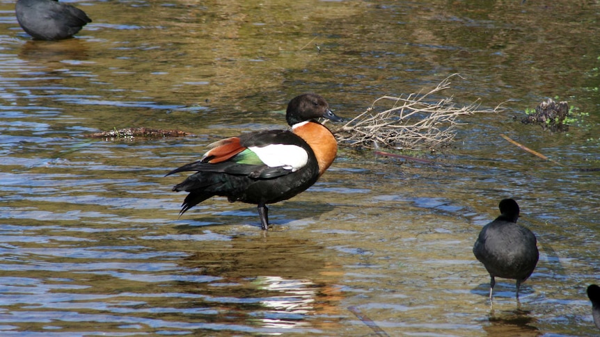 A mountain duck standing in shallow water, with two black birds nearby.