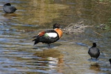A mountain duck standing in shallow water, with two black birds nearby.