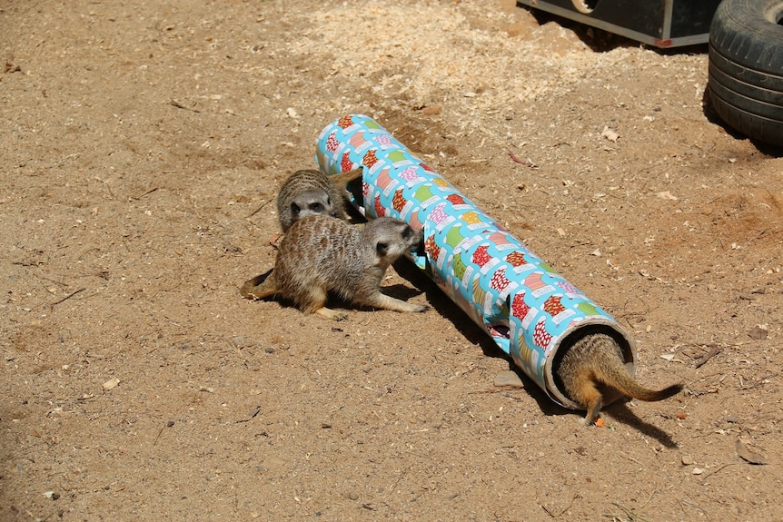 Meerkats play in a tube-shaped parcel.