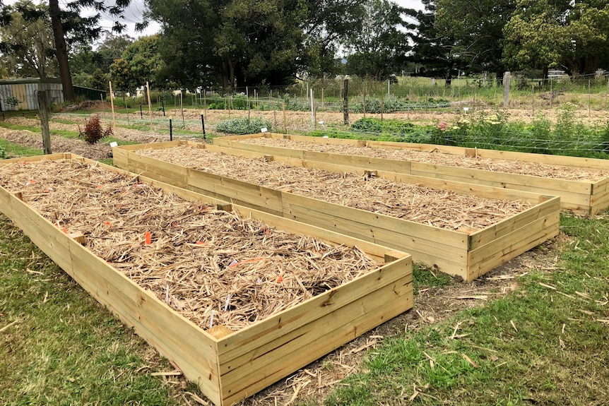 Three long raised wooden garden beds with cane mulch on them.