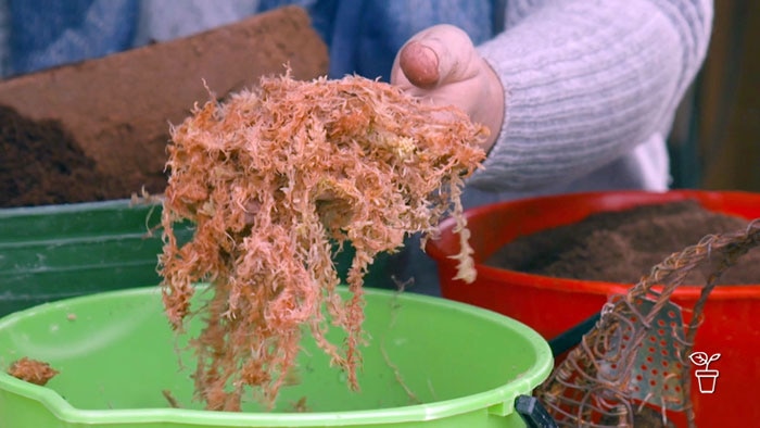 Hand holding a ball of moss scooped up from a bucket