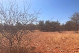 Dry scrub in Central Australia on red, rocky soil.