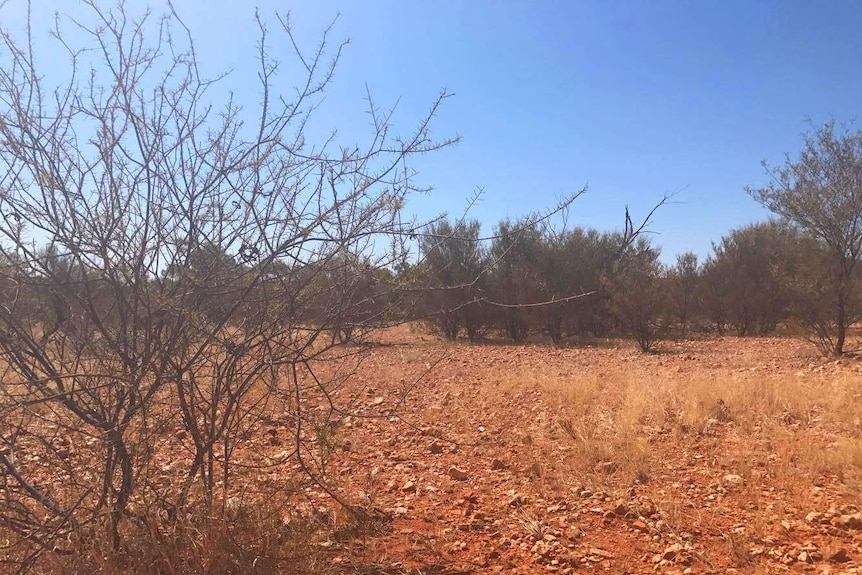 Dry scrub in Central Australia on red, rocky soil.