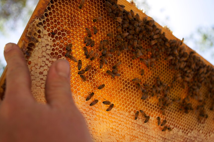 A person holding honeycomb with bees