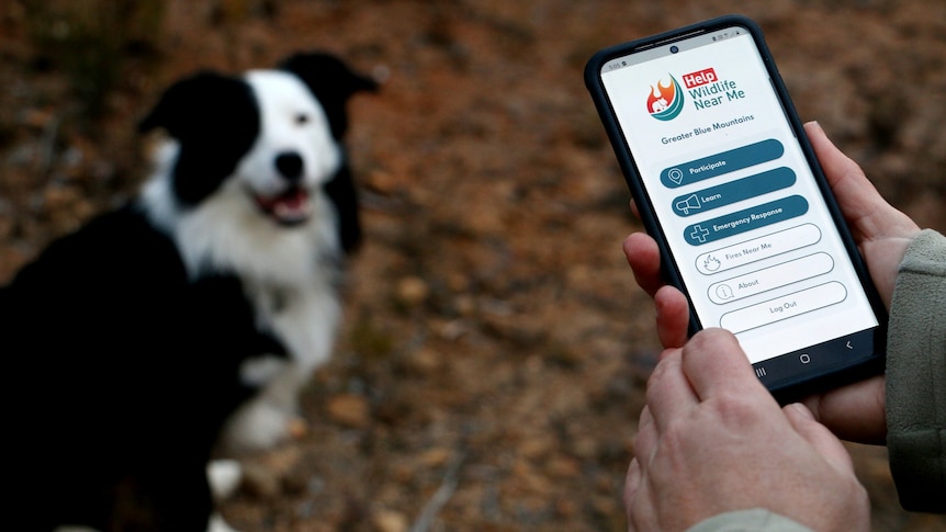 Dr Kellie Leigh's hands holding a phone with the app's main screen displayed with her dog in the background.