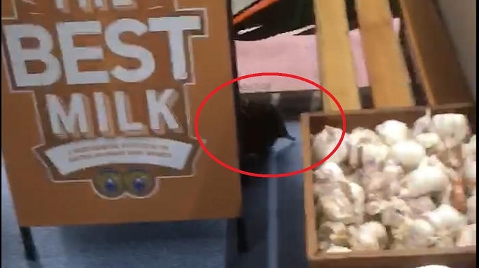 An echidna dashes behind a milk sign in a fruit shop