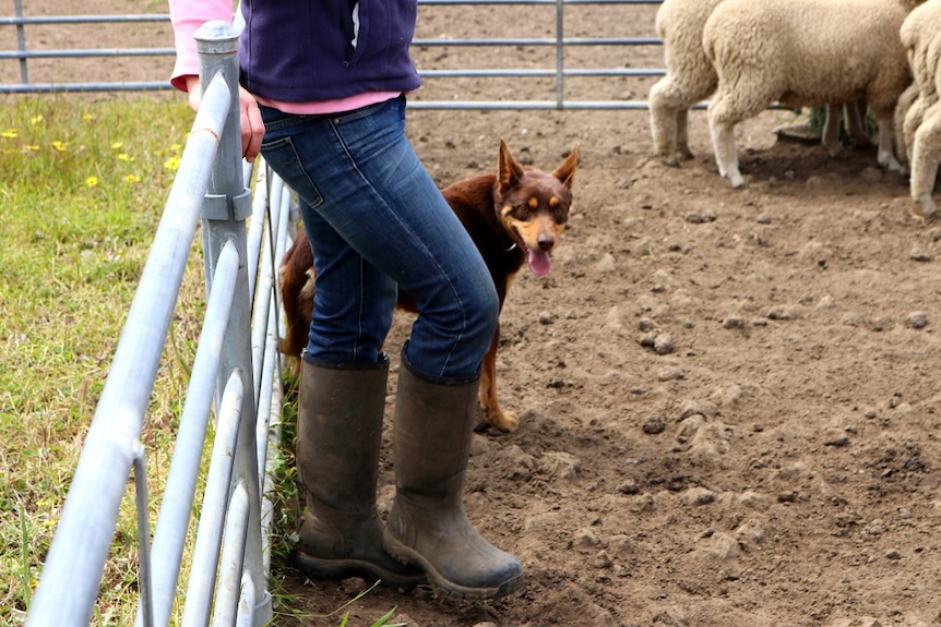 Amy Tierney with her working dog Jack in Carapook, south-west Victoria