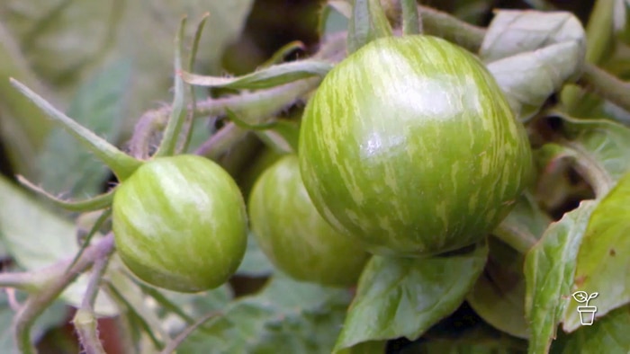Striped green tomatoes growing on a vine