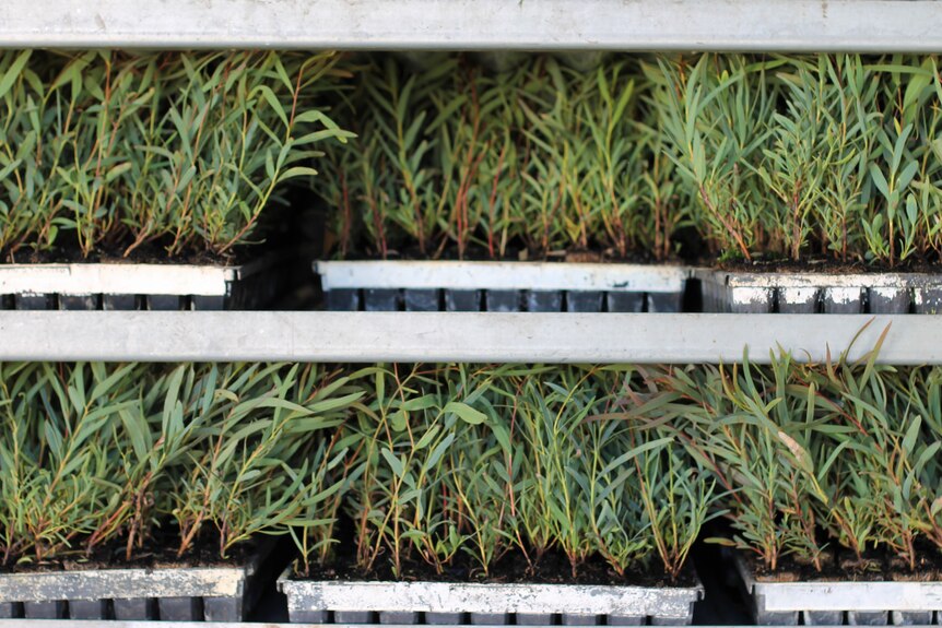 rows of native seedlings on metal shelves