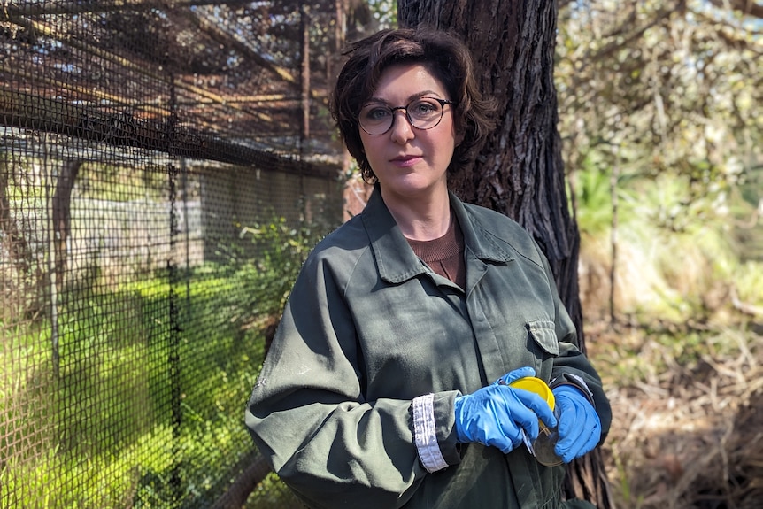 Paola Magni wearing overalls, surgical gloves and holding a specimen container next to the body farm enclosure in the bush. 