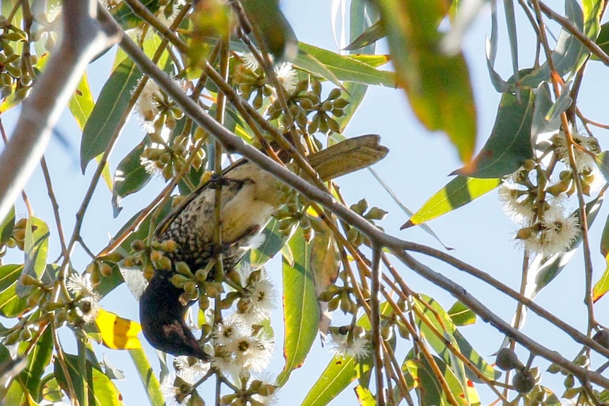 A bird with yellow and black markings feeding on blossoms.