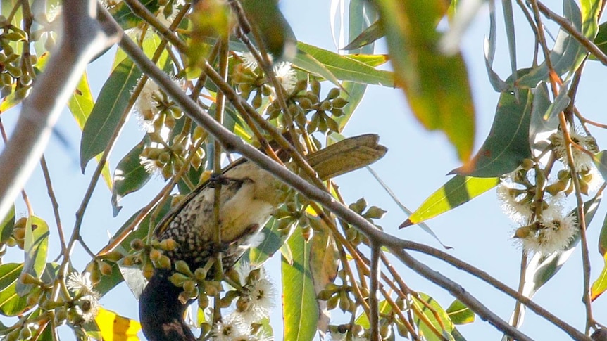 A bird with yellow and black markings feeding on blossoms.